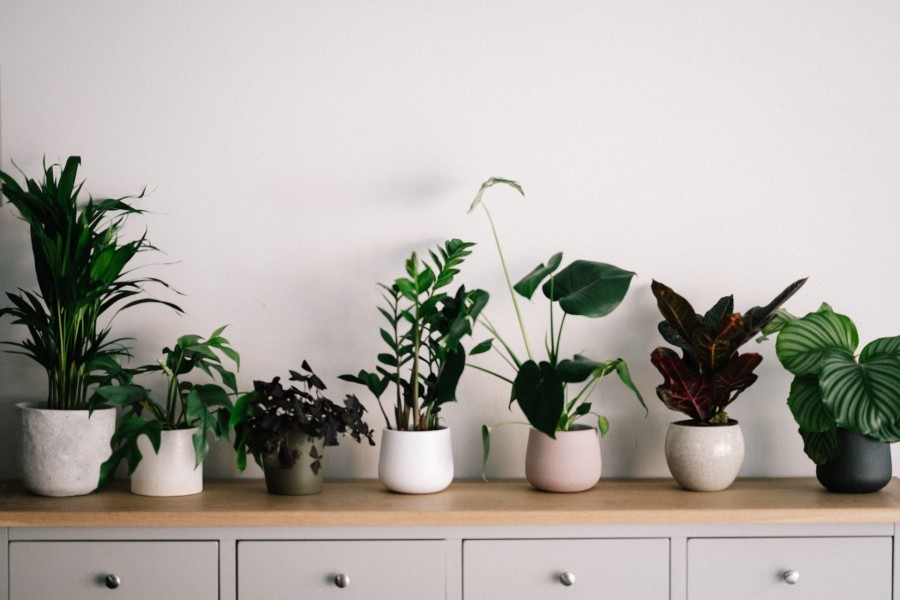Houseplants: How to Create a Green Sanctuary in Your North London Home